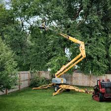 How Our Tree Care Process Works  in Weston, NJ